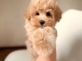 MALTİPOO CİNSİ YAVRULAR EV ÜRETİMİ