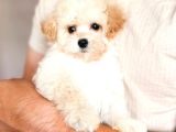 KAR BEYAZ MALTESE TERRİER CİNSLERİ