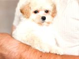 Kar Beyaz Maltese Terri̇er Ci̇nsleri̇