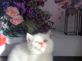 Özel Tür Cüce Kedi Munchkin Yavrular