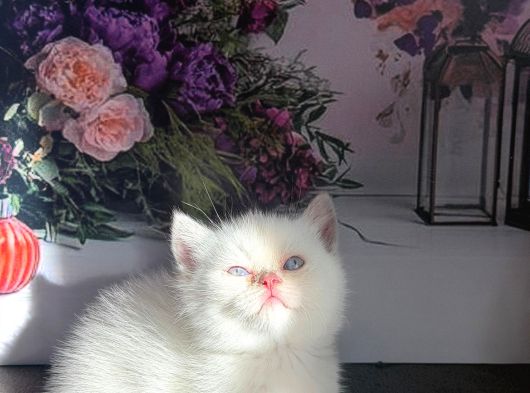 Özel Tür Cüce Kedi Munchkin Yavrular görsel