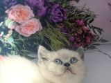 Özel Tür Cüce Kedi Munchkin Yavrular
