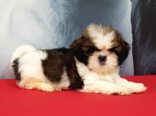Shih Tzu Yavrulari İstanbul görsel