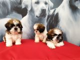 Shih Tzu Yavrulari İstanbul