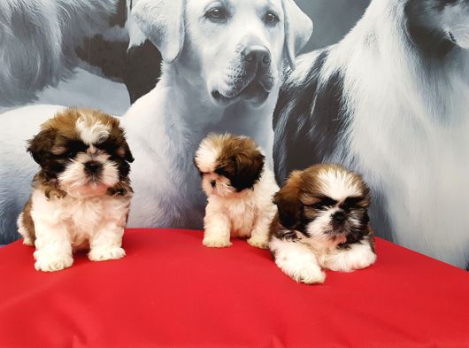 Shih Tzu Yavrulari İstanbul görsel