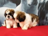 Shih Tzu Yavrulari İstanbul