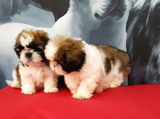Shih Tzu Yavrulari İstanbul görsel
