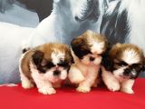 SHIH TZU YAVRULARI İSTANBUL