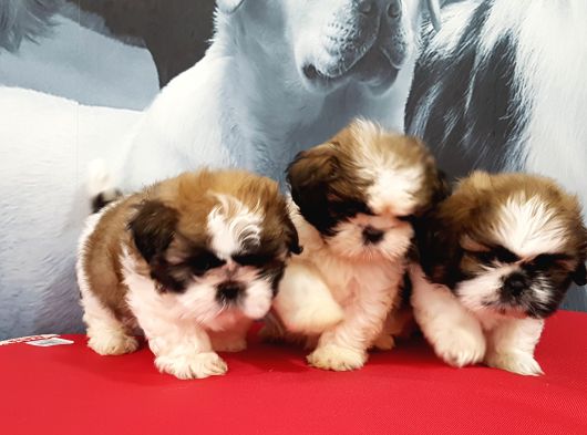 SHIH TZU YAVRULARI İSTANBUL