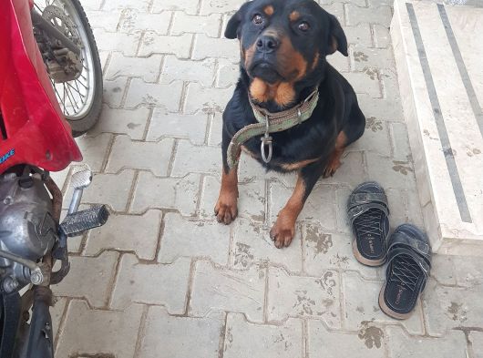 Damızlık Rot