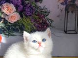 Özel Tür Munchkin Yavrularımız Yeni Yuvalarını Arıyor