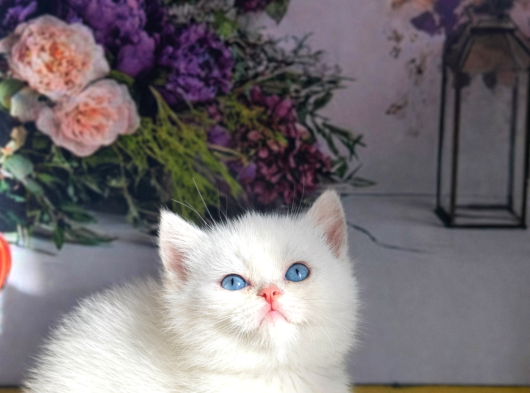 Özel Tür Munchkin Yavrularımız Yeni Yuvalarını Arıyor görsel