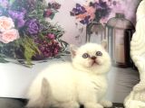 Özel Tür Cüce Kedi Munchkin Yavrular