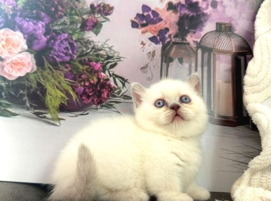 Özel Tür Cüce Kedi Munchkin Yavrular görsel