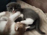Tatli Bebi̇şler Burda Bakmadan Geçmeyi̇n