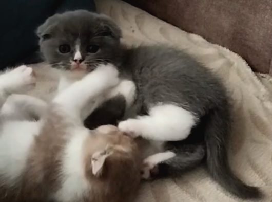 Tatli Bebi̇şler Burda Bakmadan Geçmeyi̇n görsel