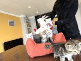 Kedi̇ci̇den Renk Renk British Shorthair Yavrulari Ankara