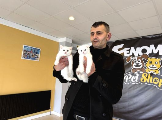 Kedi̇ci̇den Renk Renk British Shorthair Yavrulari Ankara görsel