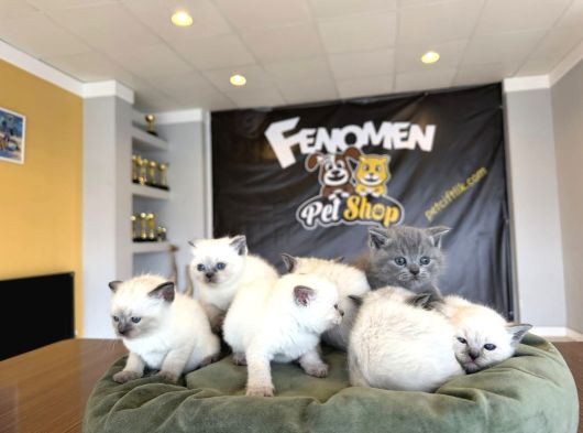 Kedi̇ci̇den Renk Renk British Shorthair Yavrulari Ankara görsel