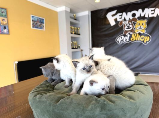Kedi̇ci̇den Renk Renk British Shorthair Yavrulari Ankara görsel