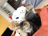 Kedi̇ci̇den Renk Renk British Shorthair Yavrulari Ankara