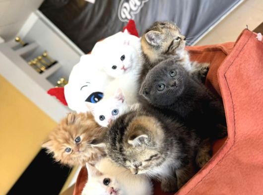 Kedi̇ci̇den Renk Renk British Shorthair Yavrulari Ankara görsel