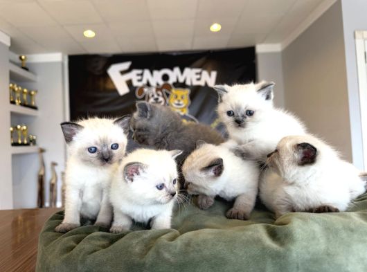 Kedi̇ci̇den Renk Renk British Shorthair Yavrulari Ankara görsel