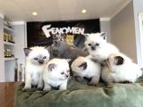 Kedi̇ci̇den Renk Renk British Shorthair Yavrulari Ankara