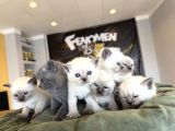 Kedi̇ci̇den Renk Renk British Shorthair Yavrulari Ankara