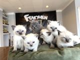 Kedi̇ci̇den Renk Renk British Shorthair Yavrulari Ankara