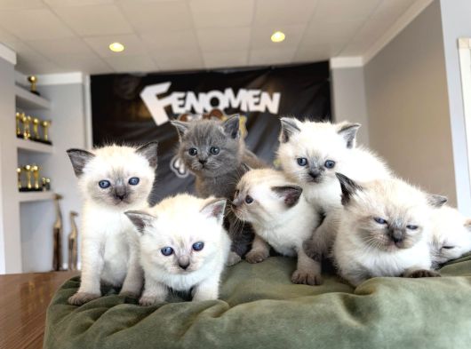 Kedi̇ci̇den Renk Renk British Shorthair Yavrulari Ankara görsel