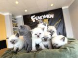 KEDİCİDEN RENK RENK BRITISH SHORTHAIR YAVRULARI ANKARA