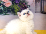Özel Tür Munchkin Yavrularımız Yeni Yuvalarını Arıyor