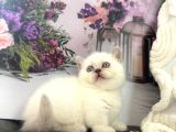 Özel Tür Cüce kedi Munchkin yavrular