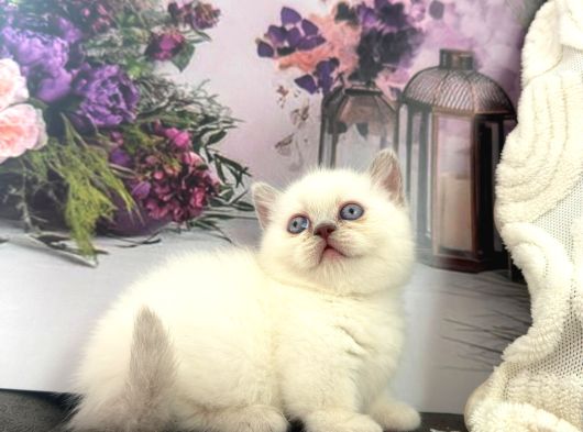 Özel Tür Cüce Kedi Munchkin Yavrular