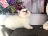 Özel Tür Cüce Kedi Munchkin Yavrular