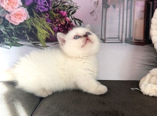Özel Tür Cüce Kedi Munchkin Yavrular görsel