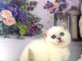 Özel Tür Munchkin Yavrularımız Yeni Yuvalarını Arıyor