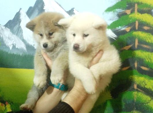 Akita Inu Yavrulari Mama Ve Malzeme Kampanyali görsel