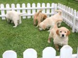 Özel Golden Retriever Yavrulari İstanbul
