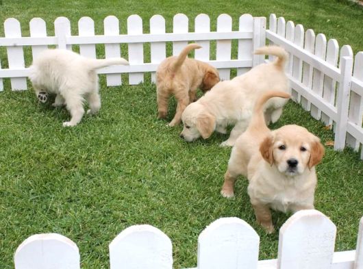 Özel Golden Retriever Yavrulari İstanbul görsel