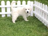 Özel Golden Retriever Yavrulari İstanbul