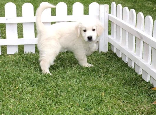 Özel Golden Retriever Yavrulari İstanbul