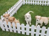 Özel Golden Retriever Yavrulari İstanbul