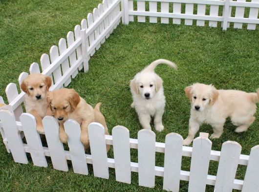 Özel Golden Retriever Yavrulari İstanbul görsel