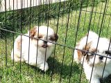 En Güzel Shih Tzu Bebekleri̇ Si̇zleri̇ Bekli̇yor