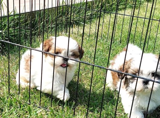 En Güzel Shih Tzu Bebekleri̇ Si̇zleri̇ Bekli̇yor görsel