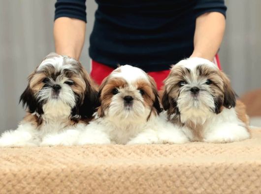 KALİTE VE GÜVENİN TEK ADRESİNDEN SHIH TZU YAVRULARI İSTANBUL