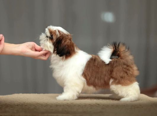 En Güzel Shih Tzu Bebekleri̇ Si̇zleri̇ Bekli̇yor görsel