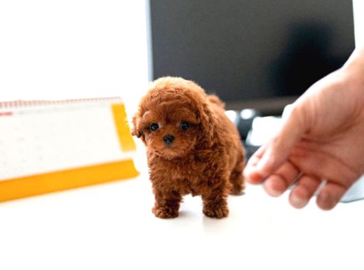 UYGUN BÜTÇELİ TOY POODLE BEBEKLERİM